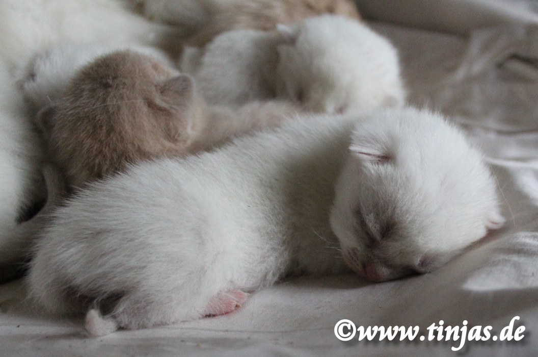 Britisch KUrzhaar Katzenbabys fawn golden shaded 